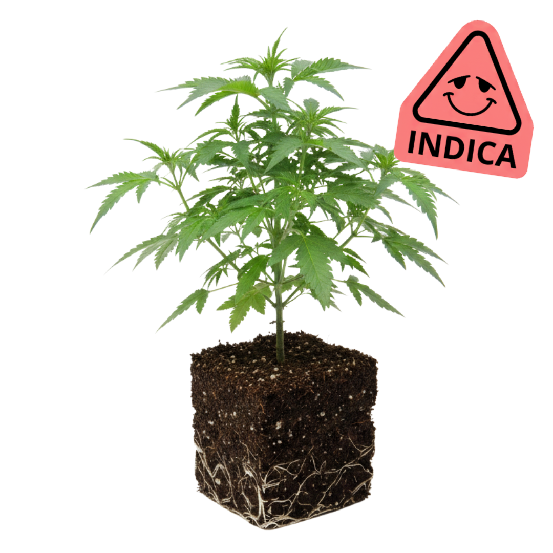 Permanent Marker [Indica]