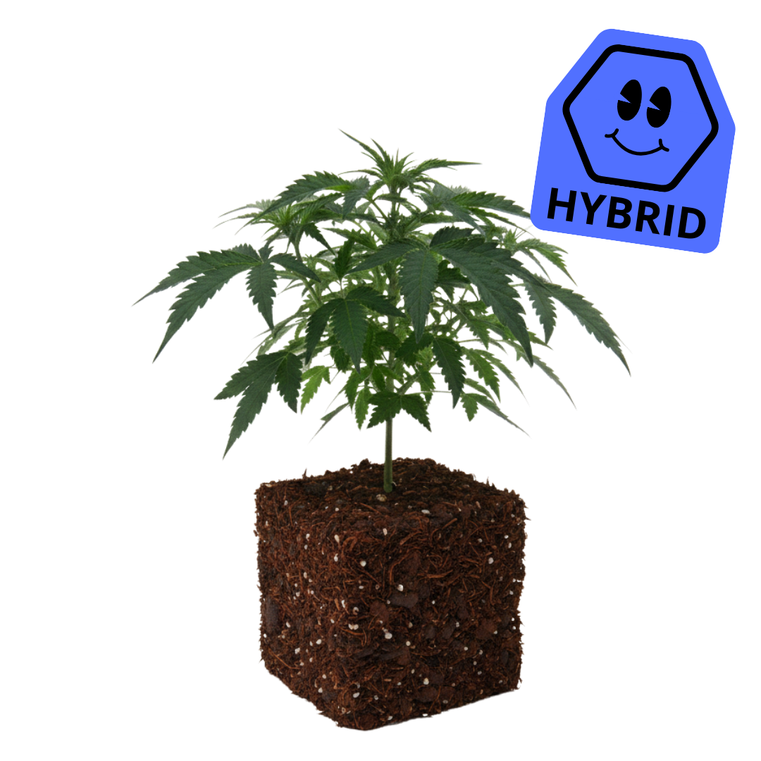 Bacio Gelato [Hybrid]