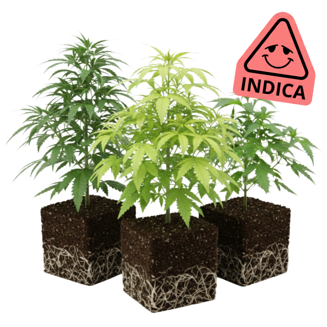 Pack Indica