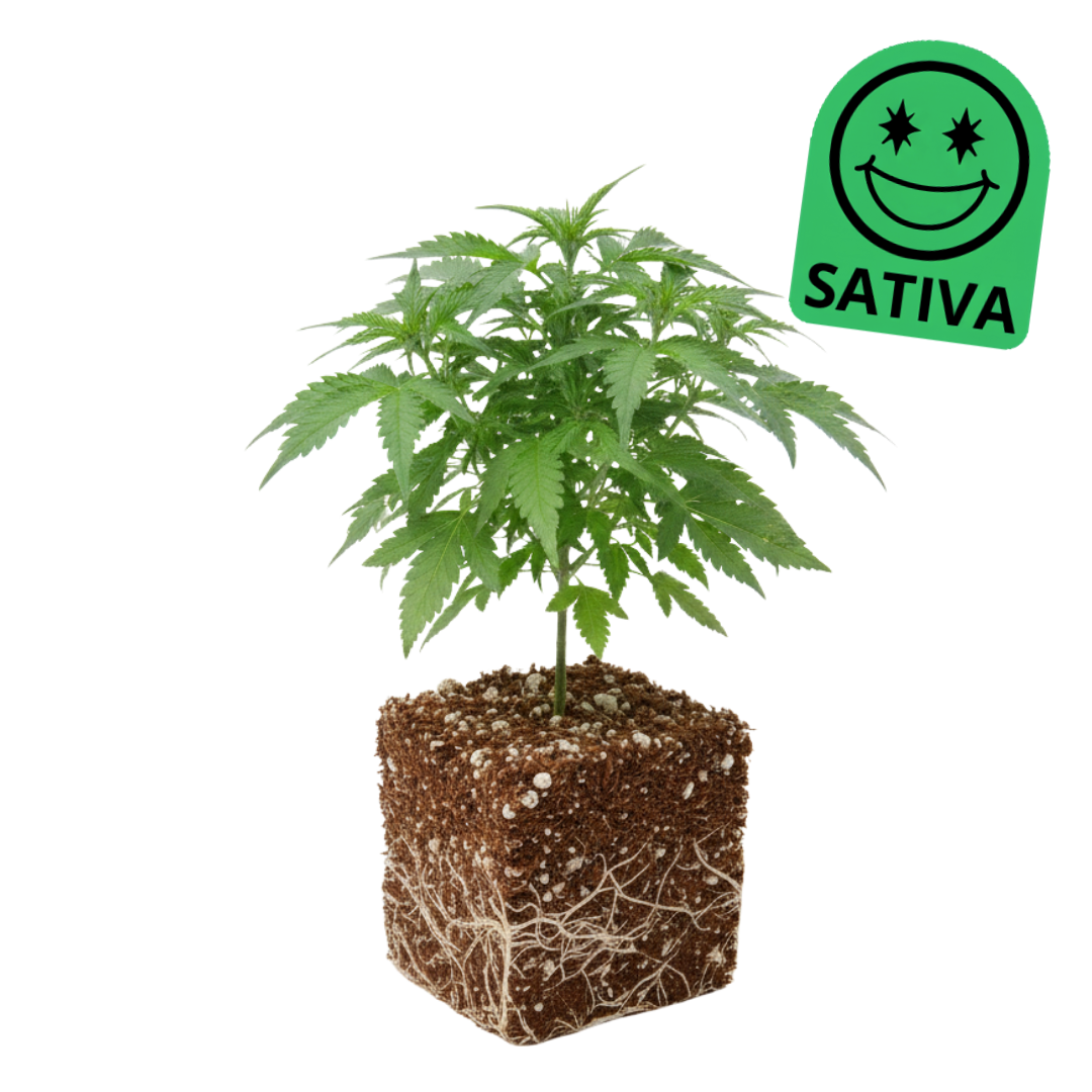 Glitter Bomb [Sativa]